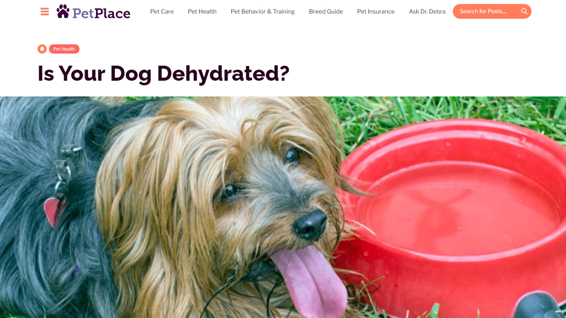 PetPlace PetPlace